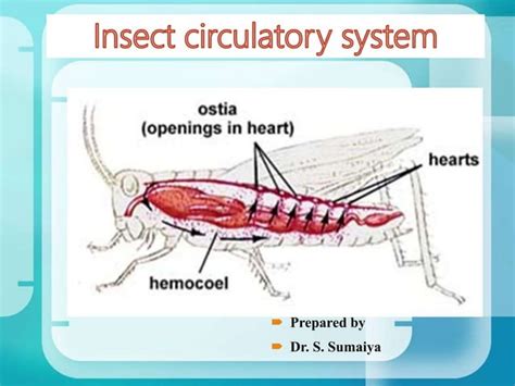 Insect circulatory system | PPT