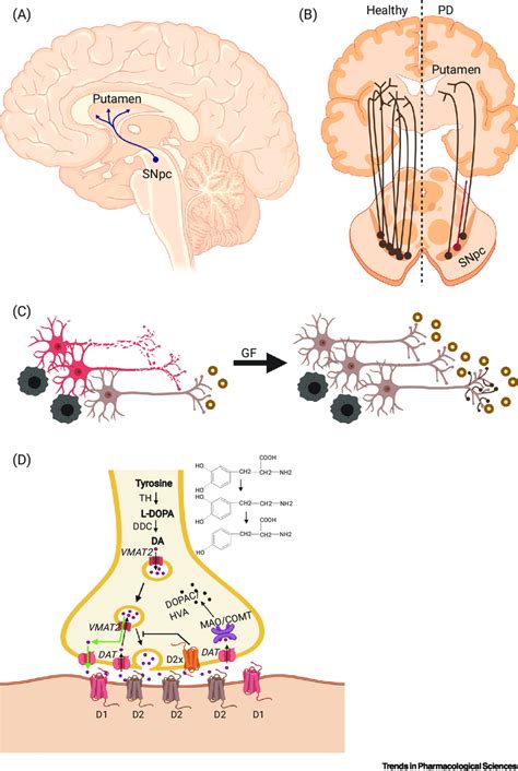 Nigrostriatal Dopamine (DA) System in Healthy and Parkinson's Brain ...