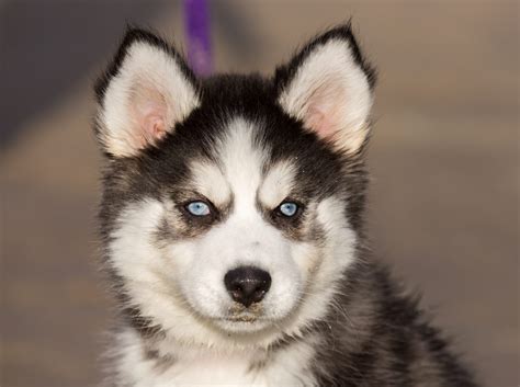 13 Terrific Facts about Siberian Husky Puppies! - Furry Babies