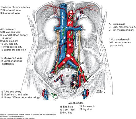 Retroperitoneal Lymph Nodes Anatomy - Anatomy Reading Source