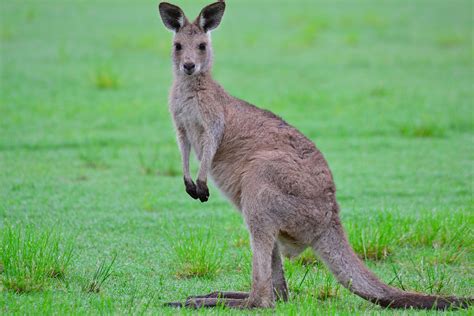 kangaroo.......... | Kangaroos & Wallabies | Pinterest