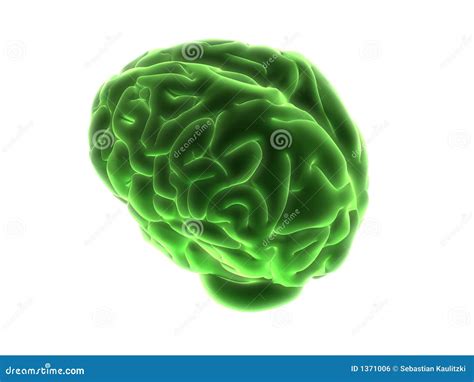 Green brain stock illustration. Illustration of clip, physiology - 1371006