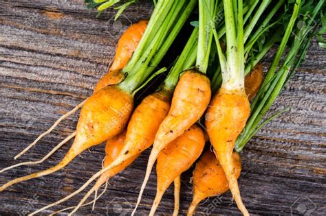 Carrot Varieties: What Are the Most Popular Varieties of Carrot ...