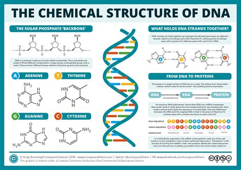 The Chemical Structure of DNA – Compound Interest Biology Lessons ...