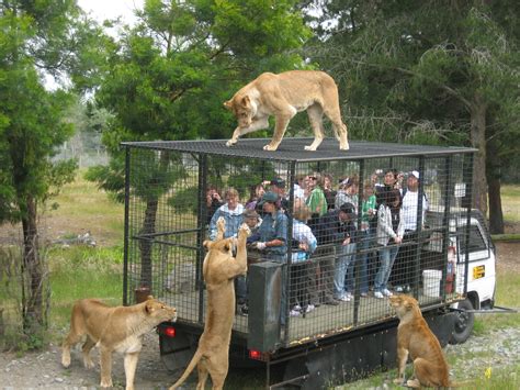 File:Orana Wildlife Park feeding lions.jpg - Wikipedia