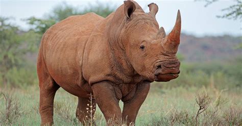 Are Black Rhinos Extinct? - A-Z Animals