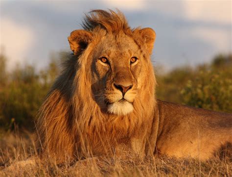 The Lion | Interesting Facts About King Of Jungle | Animals Lover