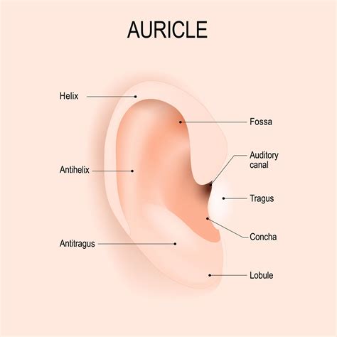 Outer Ear: Anatomy, Location, and Function