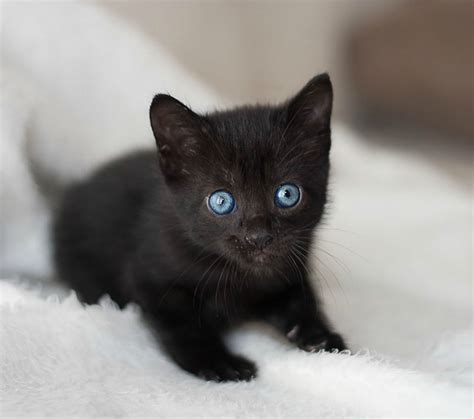 Black Cat Blue Eyes Breed