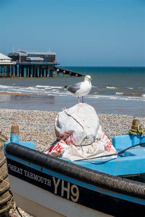 Seagull Sitting on a Fishing Boat on Cromer Beach Editorial Stock Photo ...