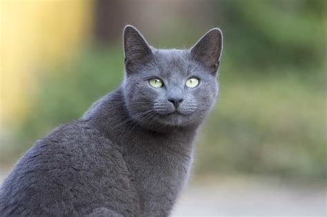 7+ Facts About Russian Blue Cats [Personality, History, Health & More]