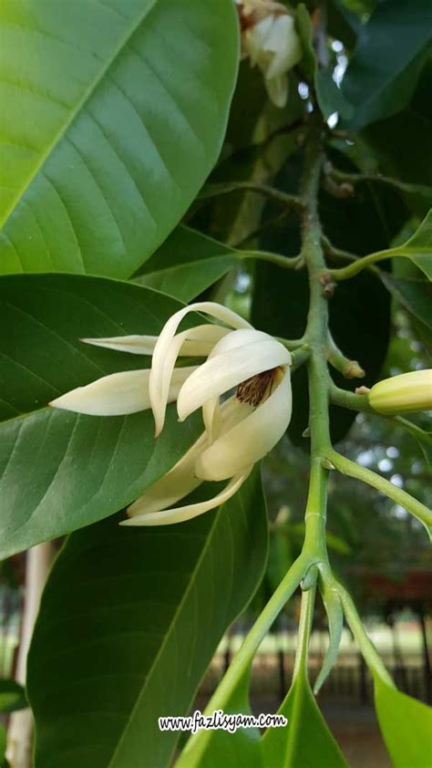 Khasiat bunga, daun dan akar pokok cempaka | Segalanya Tentang Tumbuhan...