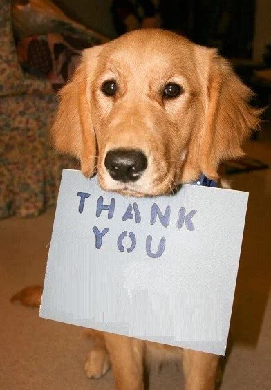 Top 10 Images of Dogs Saying Thank You