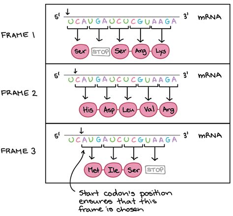 amino acid codon table | Bruin Blog