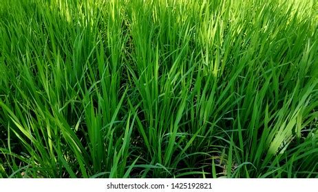 35 Water needed for rice cultivation Images, Stock Photos & Vectors ...