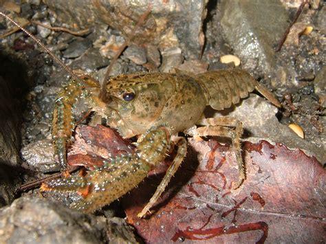 Crayfish, The A complete classification, habitat, predator and prey ...