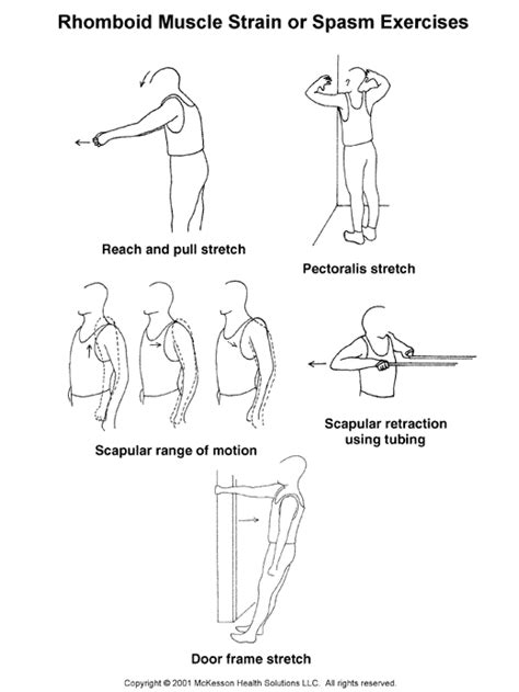 Muscle Exercise