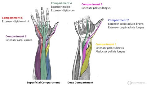 The Extensor Compartments of the Wrist - De Quervain's - TeachMeAnatomy