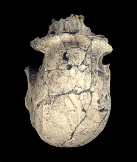 Hominid Skull - Homo habilis KNM - ER 1813