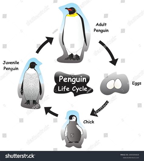 Life Cycle Of A Penguin