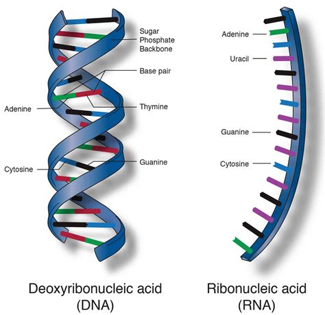 Nucleic Acid Structure Diagram