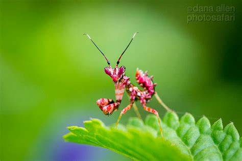 Camouflage 101… – Focusing on Wildlife