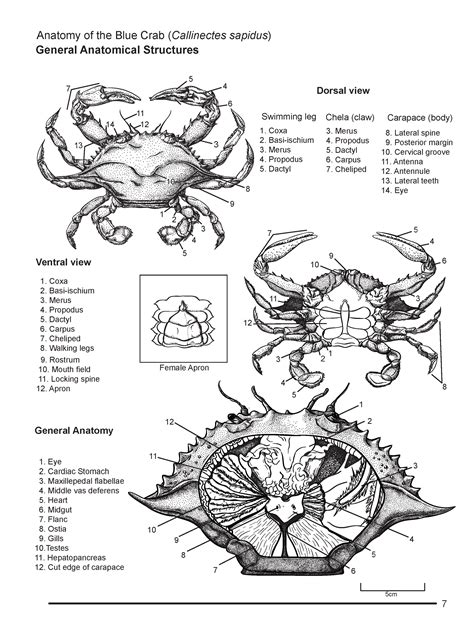 Sierra Snipes - Blue Crab Dissection