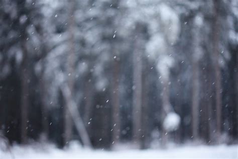 black forest in winter on Behance