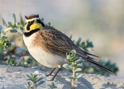 Horned Lark | Audubon Field Guide