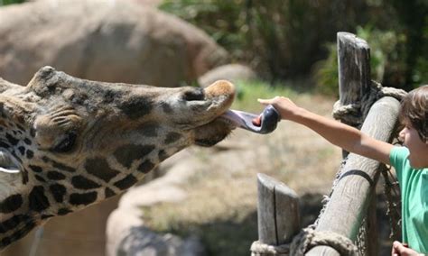 Giraffe Feeding Time - Communicate Science