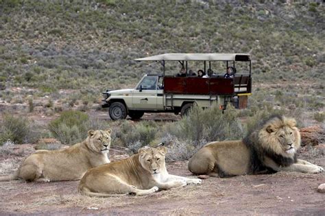 Lion Country Safari Animals