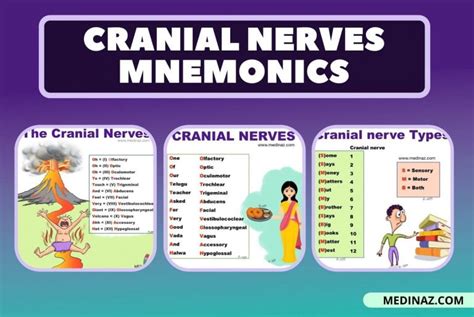 Cranial nerves mnemonics - Anatomy Simplified