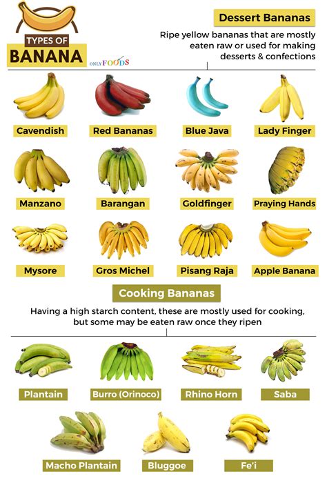 Types Of Bananas Varieties | Images and Photos finder