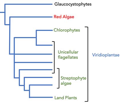 Land Plant Phylogeny