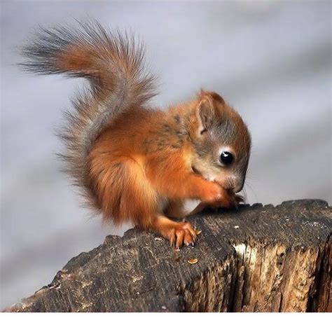 Baby Red Squirrel