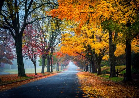 trees, Path, Road, Nature, Fall, Leaves, Autumn, Splendor, Autumn ...