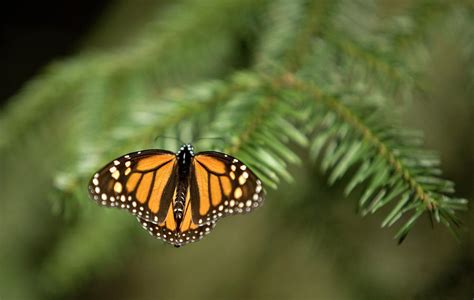 Mexico Monarch Butterfly Sanctuary Photograph by Chico Sanchez | Fine ...