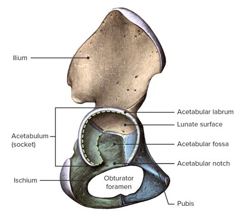 Hip Joint: Anatomy | Concise Medical Knowledge