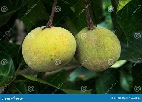 Santol fruit on tree stock photo. Image of koetjape - 149260876