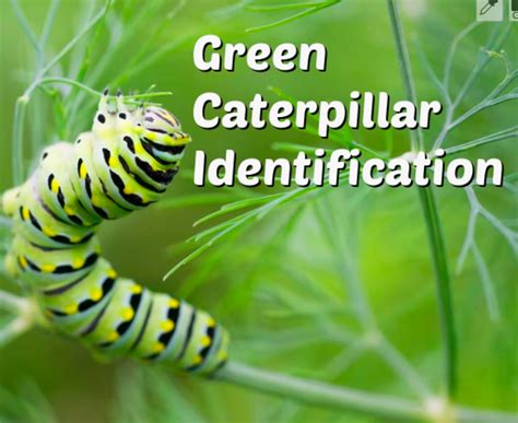 Caterpillar Identification: A Visual Guide To 32 Types Of