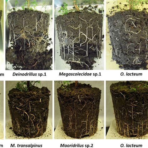 Rhizosphere structures in SF soil after 7 weeks growth with earthworms ...