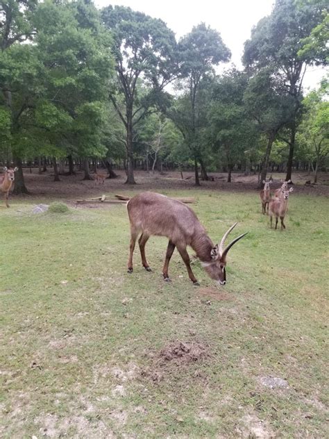 Wildlife Park | Alvin, TX