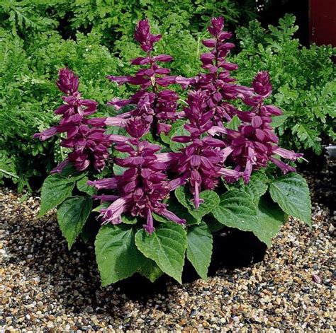 Seeds Salvia splendens Purple Annual Charming Flower Seeds | Etsy