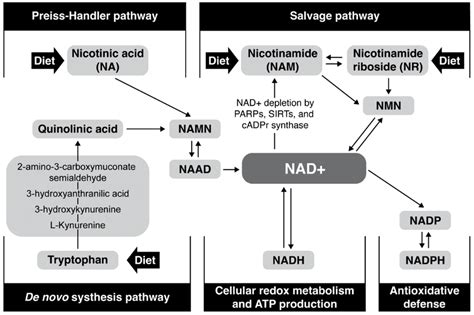 Major NAD+ biosynthesis, consumption, and redox-cycling routes ...