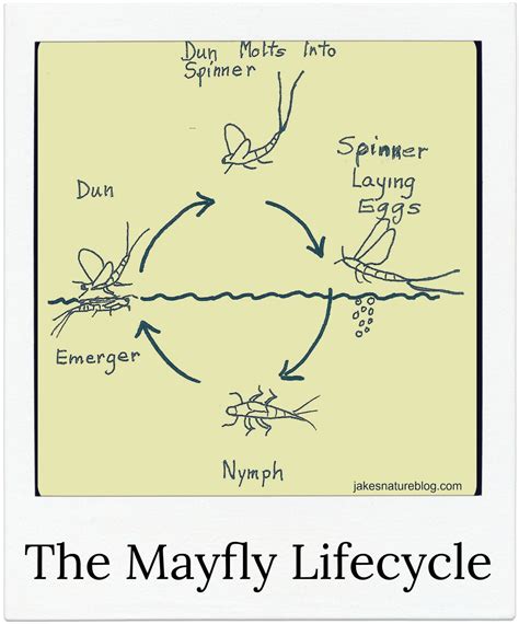 Mayfly Lifecycle Explained For You With A Nice Diagram | Mayfly ...