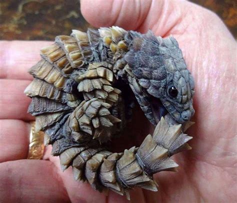 Armadillo girdled lizard (Ouroborus cataphractus) looks just like a ...