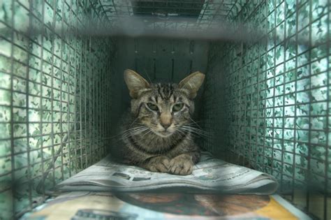 Humane Trapping – Trapping Basics | Feral Cat Focus