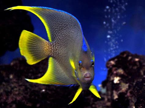 Selecting and Caring for Saltwater Angelfish