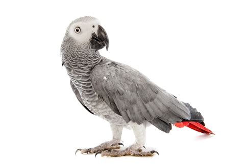 African Grey Parrot Care Guide - Diet, Lifespan & more » Petsoid