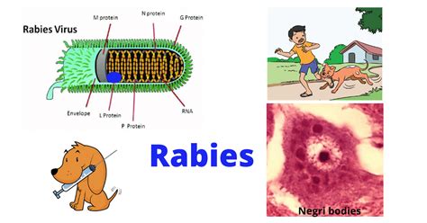 Rabies Virus: Structure, Pathogenesis, and Lab Diagnosis • Microbe Online